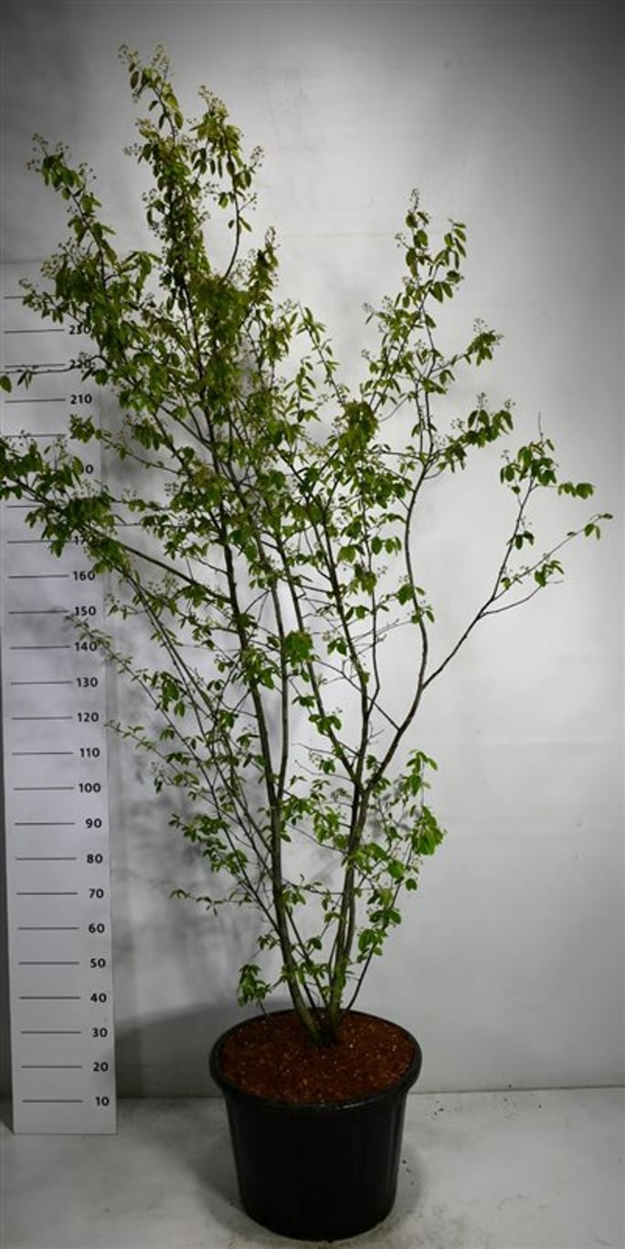 Amelanchier lamarckii - C65 175-200 CM